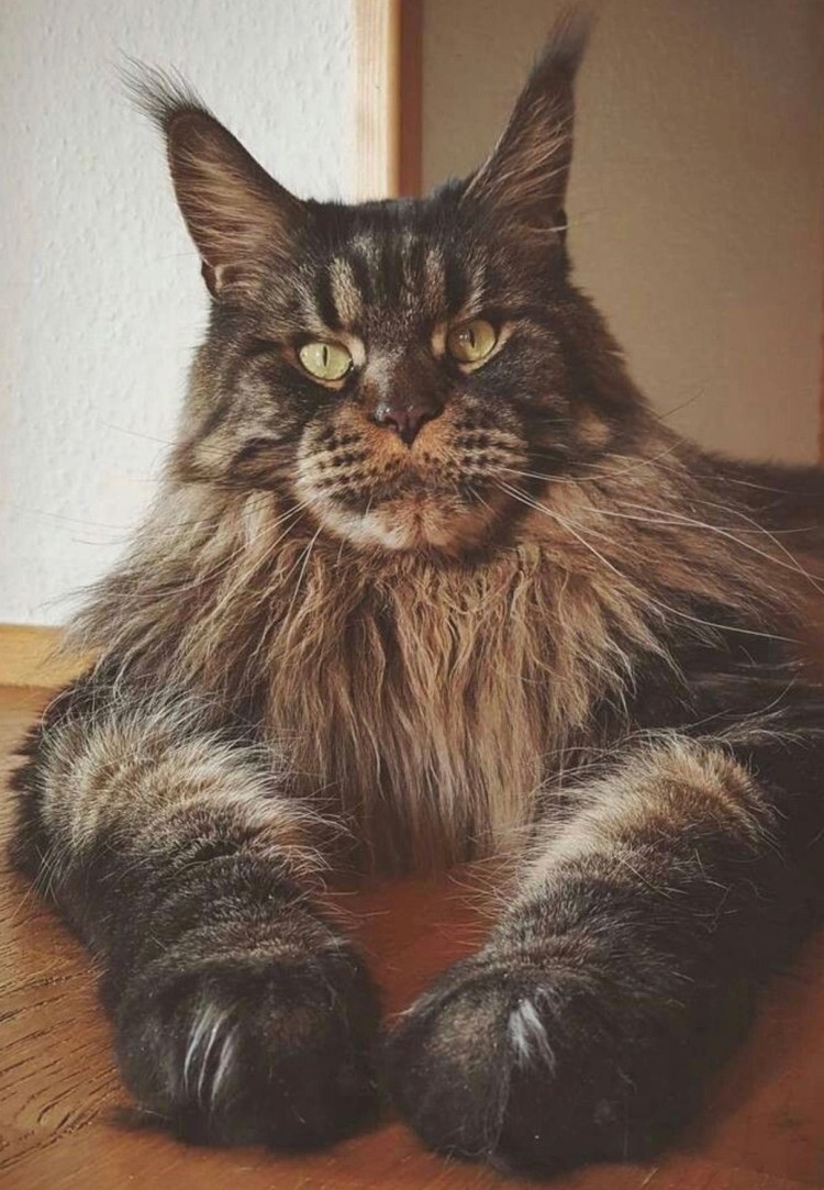 Мейн кун метис котенок чёрный