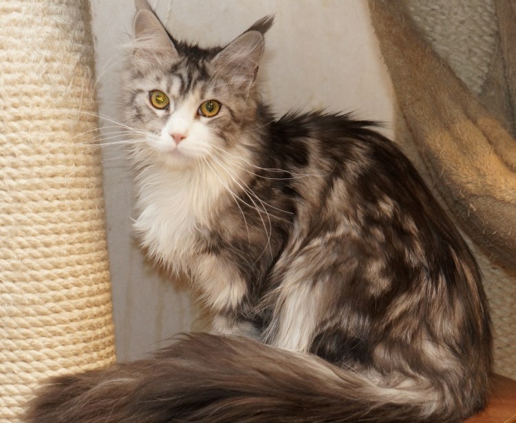 Метис норвежской Лесной кошки