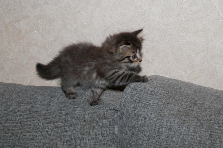 Метис Мейн куна и британца черный с серый