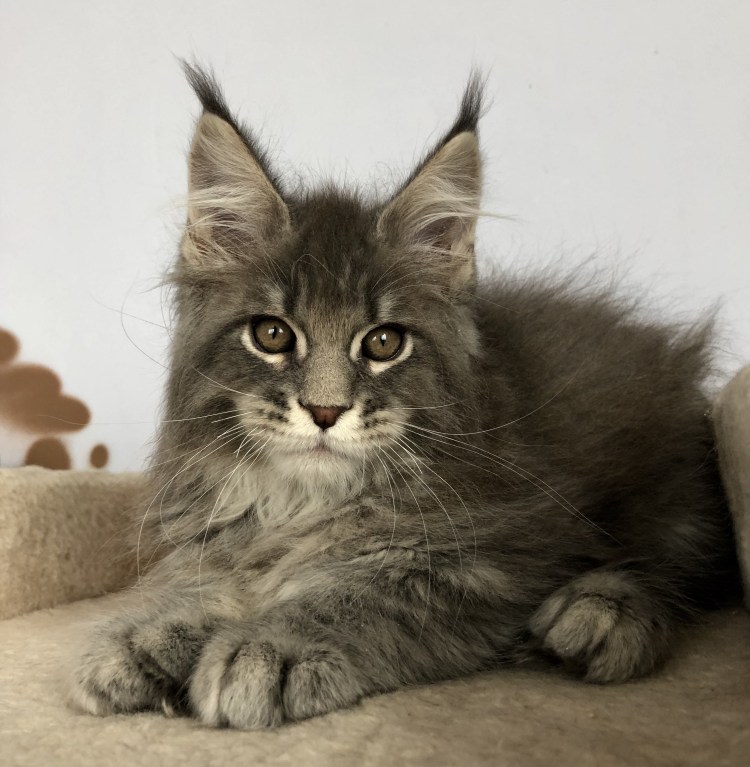 Мейн кун и сфинкс помесь