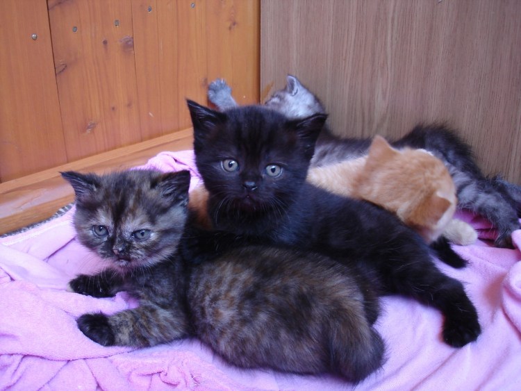 Кот метис Мейн куна