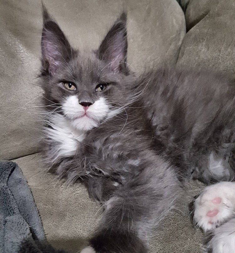 Мейн кун и Ориентал