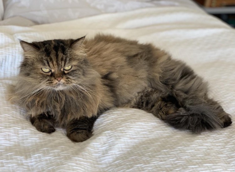 Кот Бегемот Мейн кун