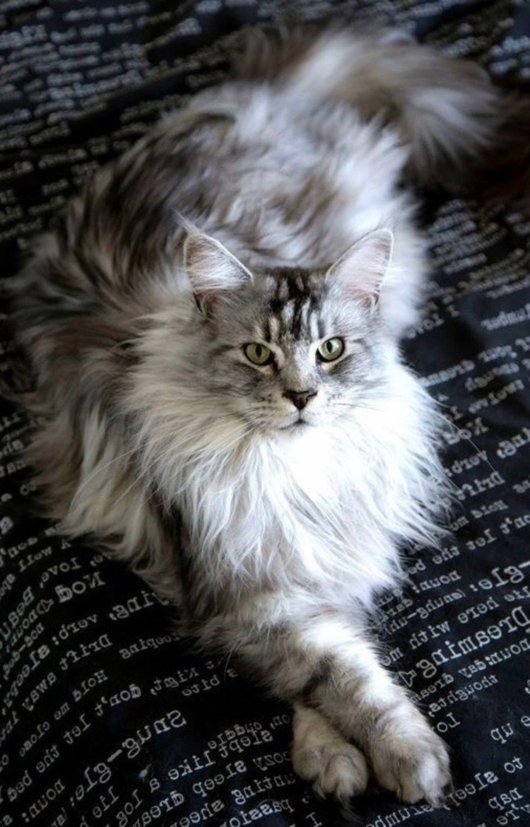 Котята метисы Мейн куна