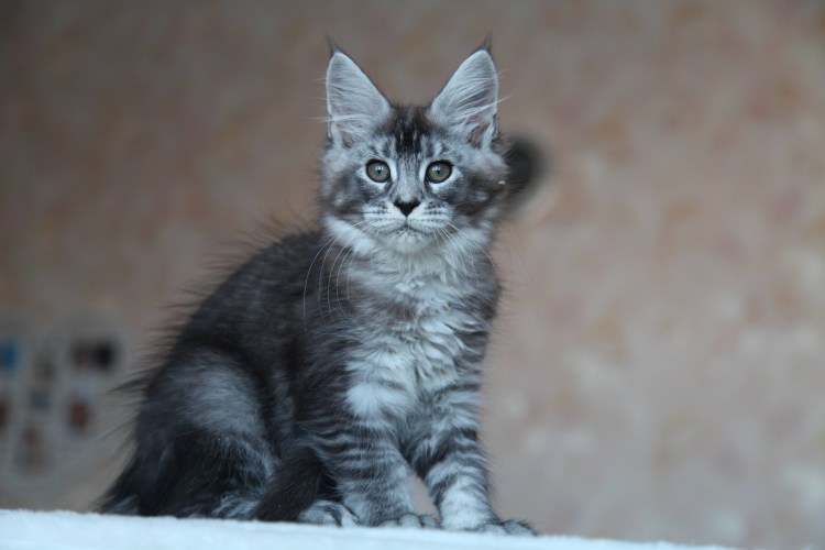 Помесь Мейн куна и британца тигрового