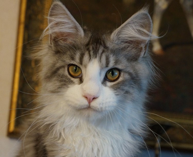 Метис Мейн кун и британец