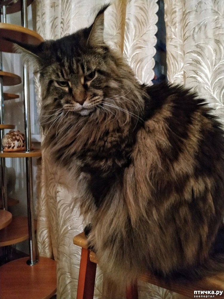 Метис Мейн куна и сфинкса