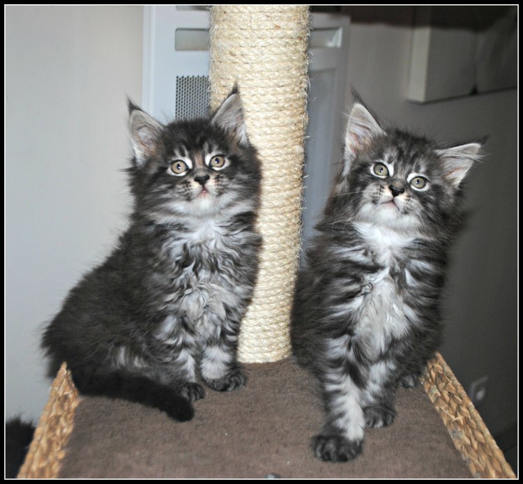 Метис Мейн куна и сибирской