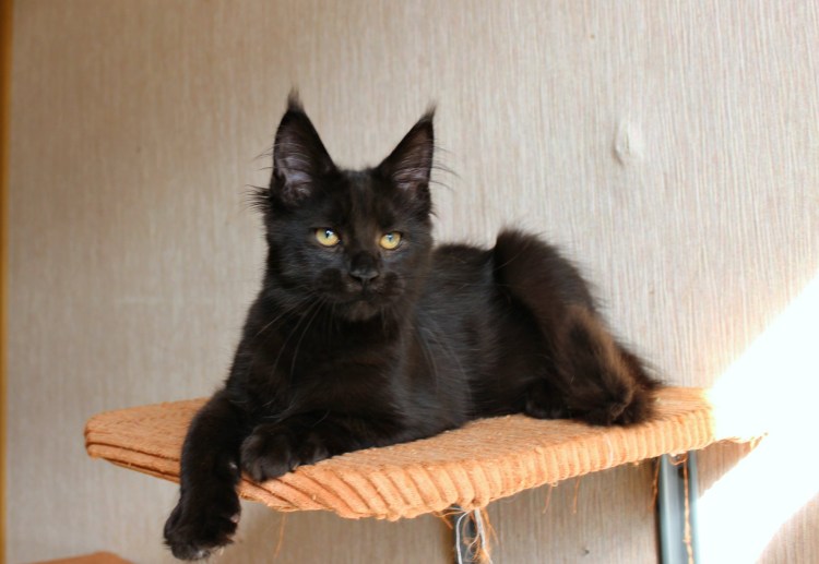 Кот метис Мейн куна