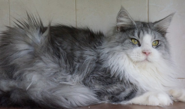 Мейн-куны, британские и Сибирские кошки