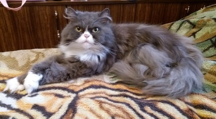 Мейн кун с сибирской метис