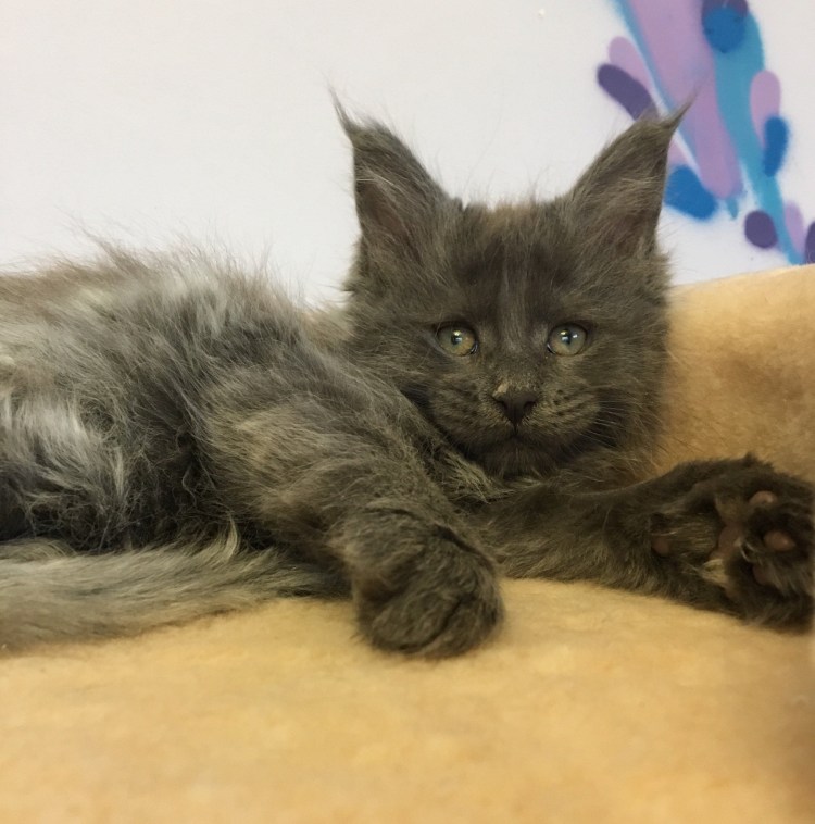 Мейн кун и Сибирская кошка