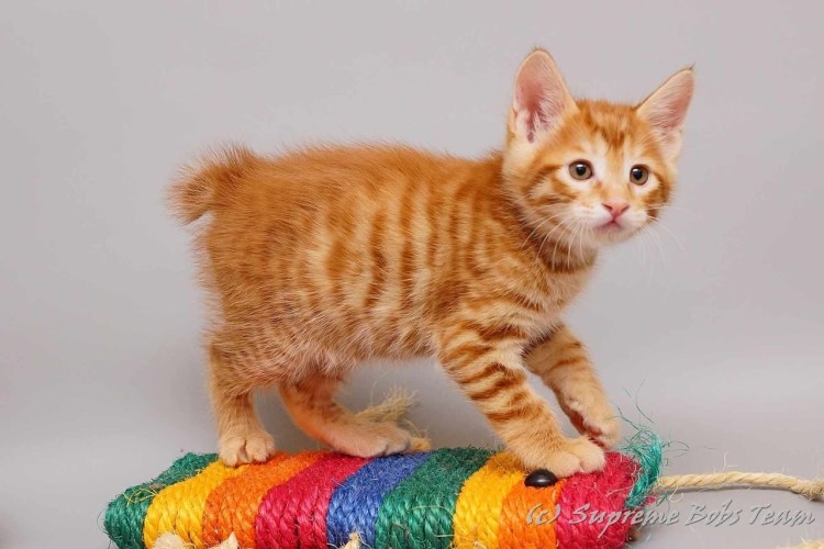 Курильский бобтейл рыжий