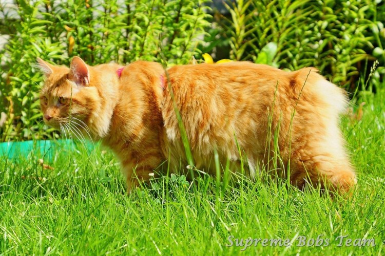 Курильский бобтейл