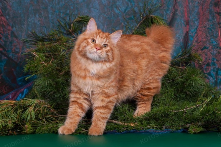 Курильский бобтейл длинношерстный