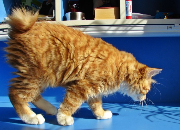 Курильский бобтейл кошка рыжая