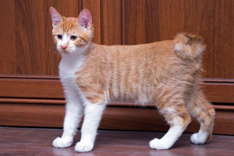 Японский бобтейл кот рыжий