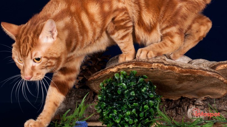 Курильский бобтейл рыжий длинношерстный