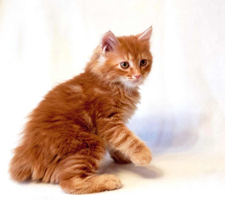 Бобтейл кошка