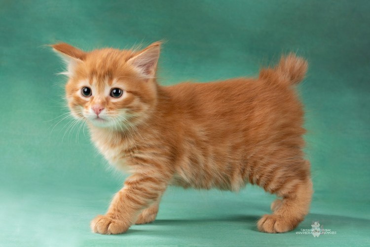 Курильский бобтейл рыжий