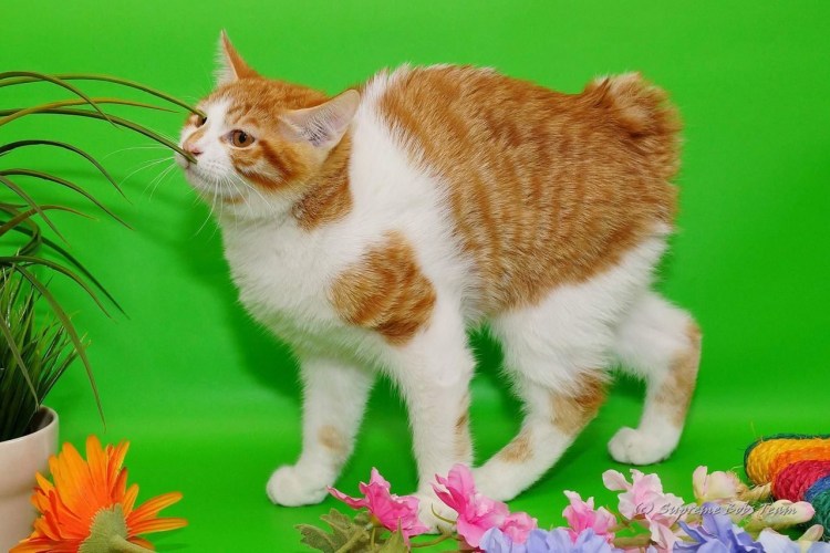 Американский бобтейл кошки