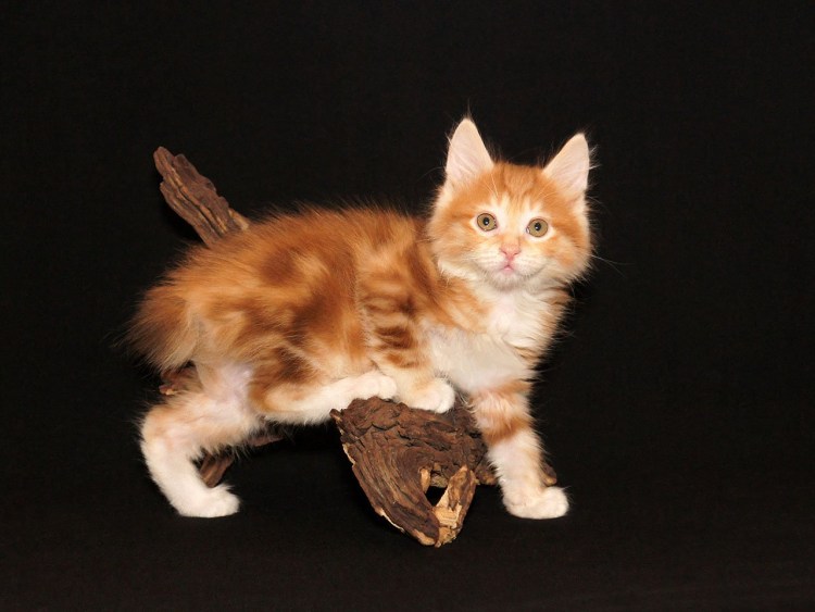 Бобтейл кот