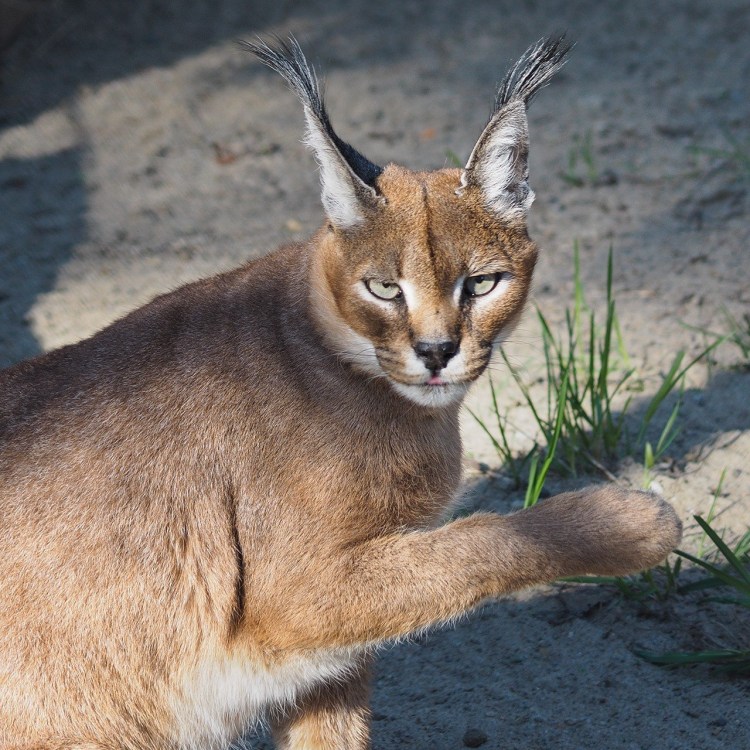 Каракал Шлëппа