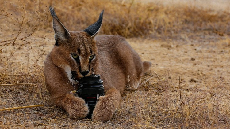Дикая кошка каракал