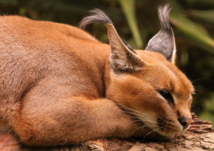 Флоппа Шлеппа