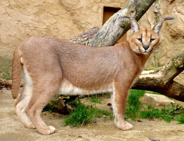 Каракал, пустынная Рысь