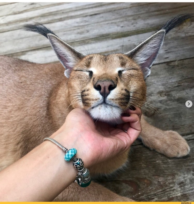 Каракал Шлëппа