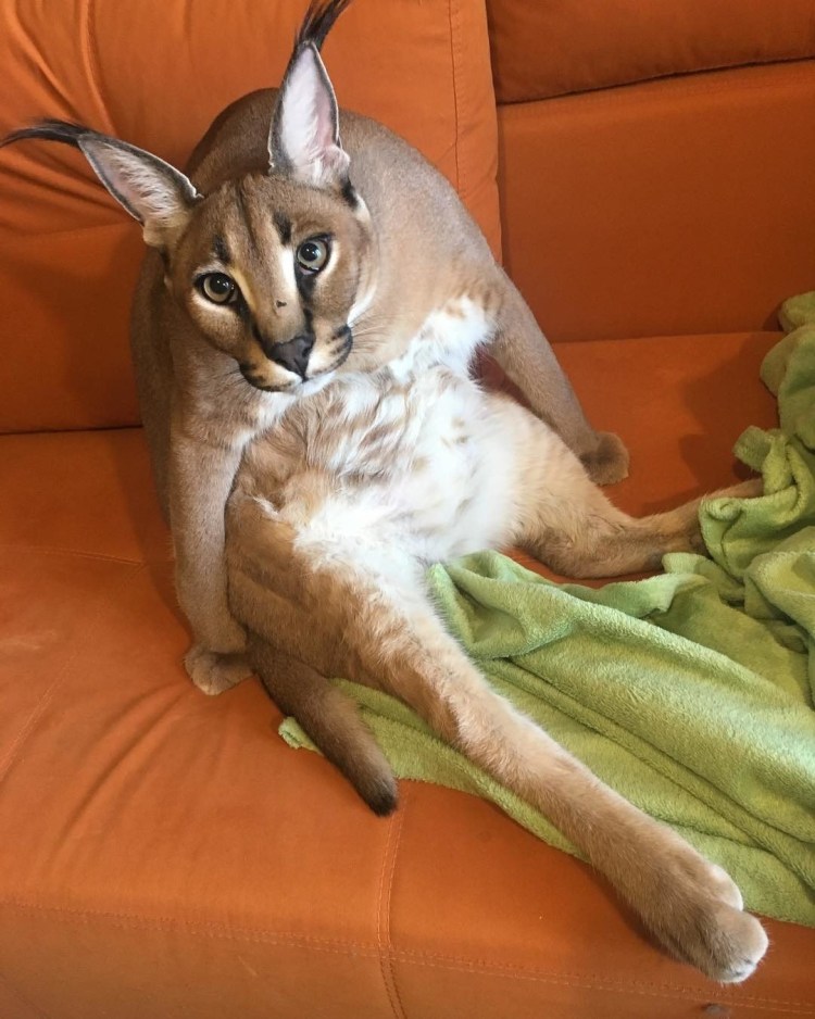 Каракал Гоша