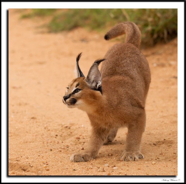 Каракал Грегори