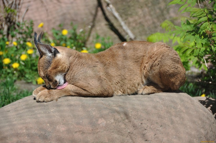 Каракал, пустынная Рысь флоппа