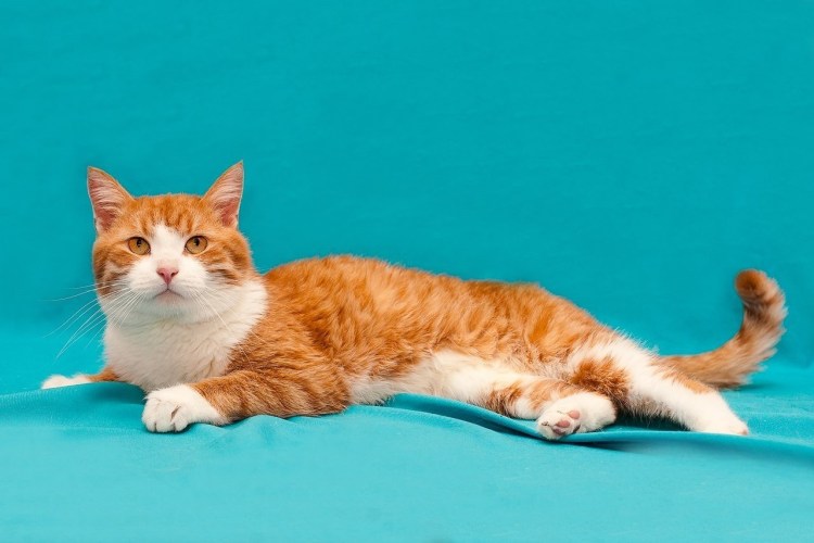 Рыжий гладкошерстный кот порода