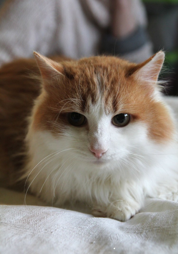 Рагамаффин порода