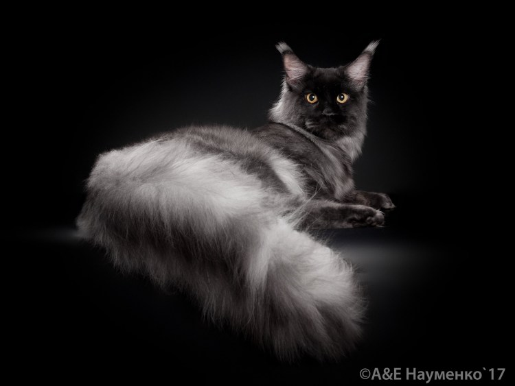 Мейн кун черный дым кошка