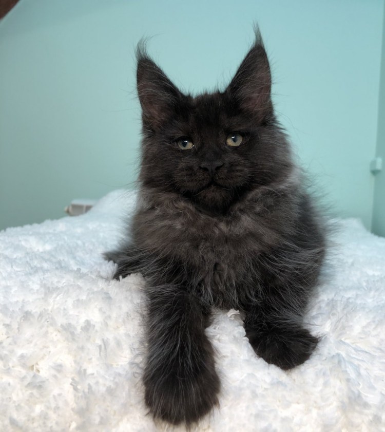 Мейн кун черный дым котенок