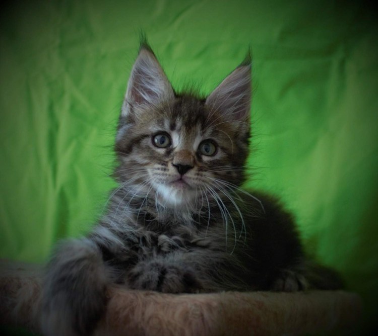 Мейн кун дымчатый черный котенок