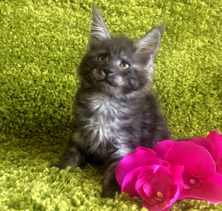 Мейн кун окрас черный дым