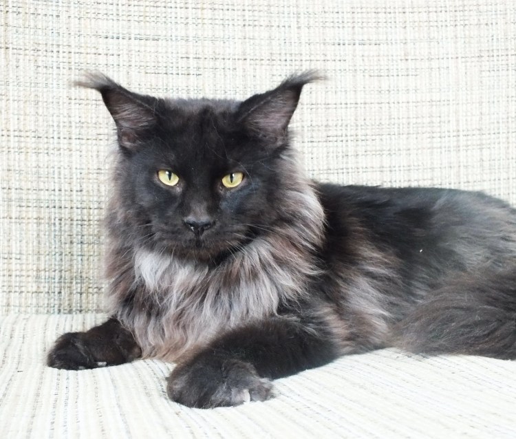 Мейн кун окрас черный дым