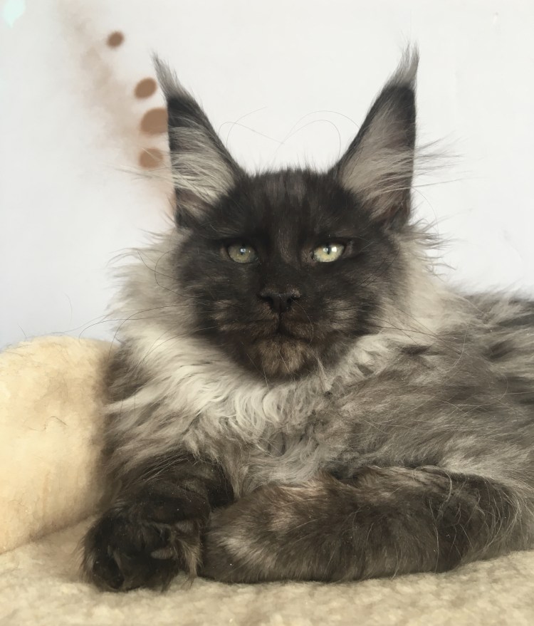 Мейн кун дымчатый