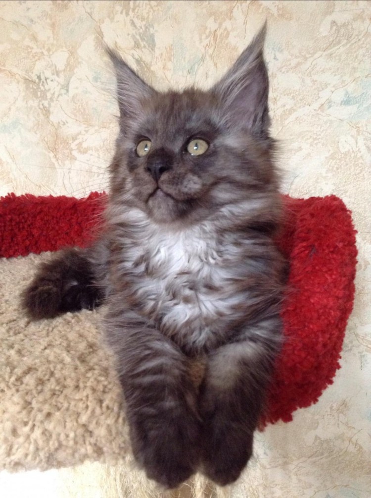 Фрост у Мейн кунов