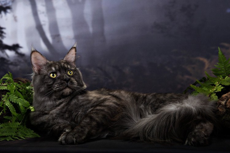 Мейн кун кошка серая
