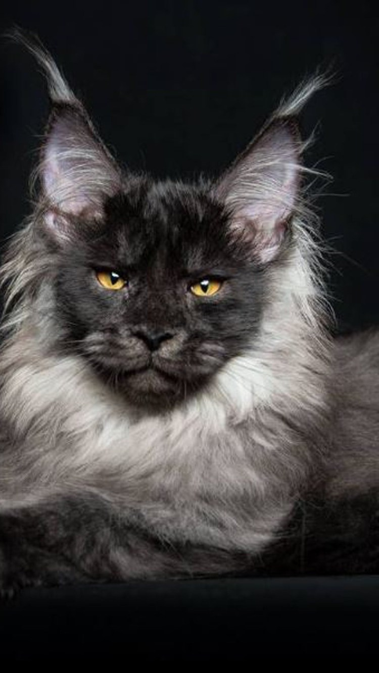 Мейн6 кун черный