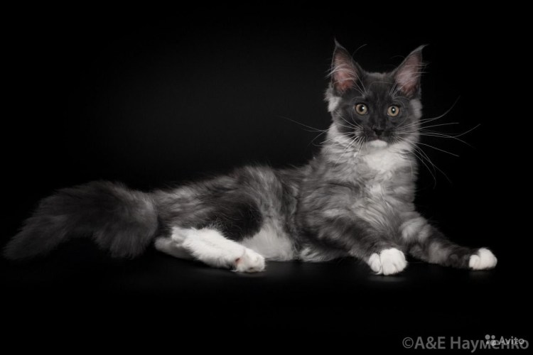 Черный дымный Мейн кун