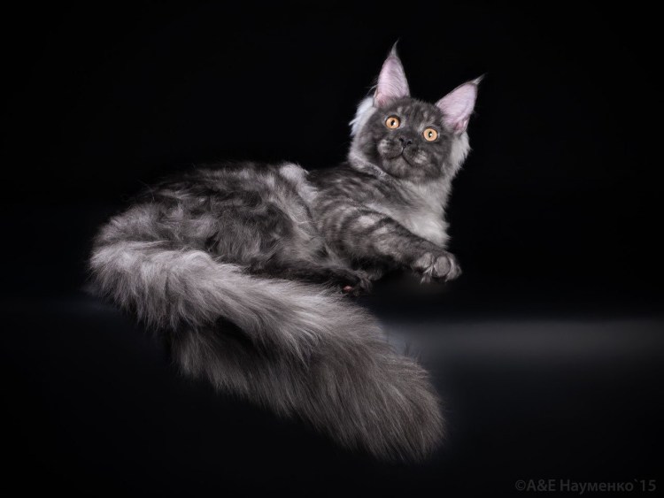 Мейн кун дымчатый черный котенок