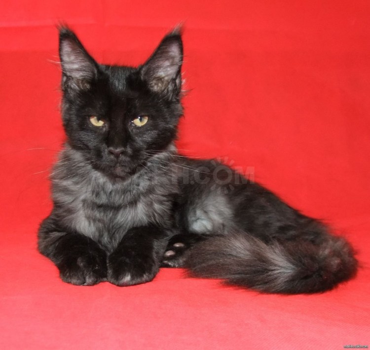 Мейн кун окрас черный дым