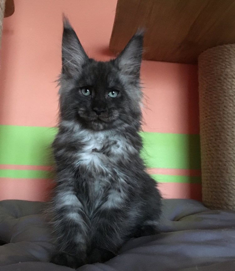 Кот Мейн кун черный