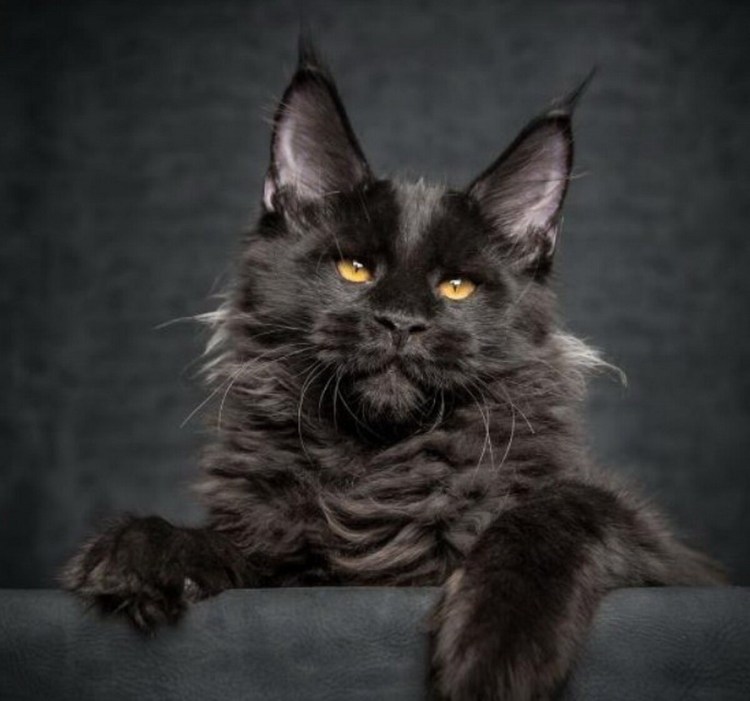 Кот Мейн кун